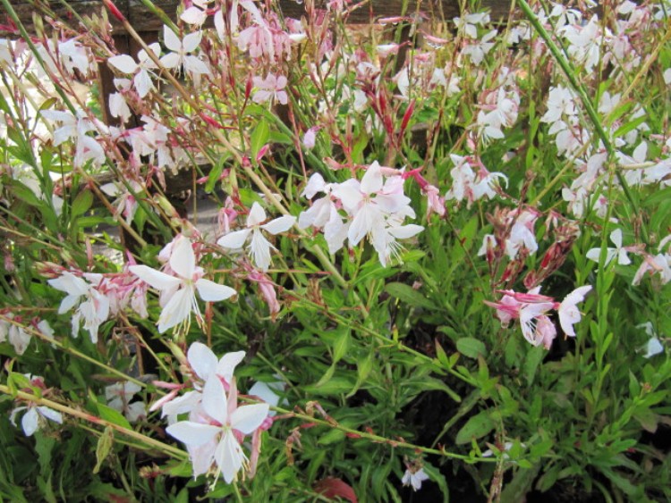 GAURA LINDHEIMERI MADONNA