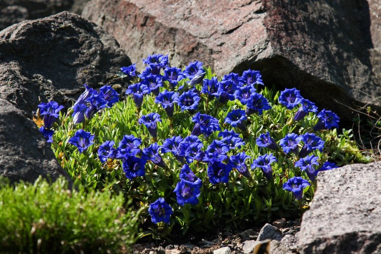 GENTIANA ACAULIS