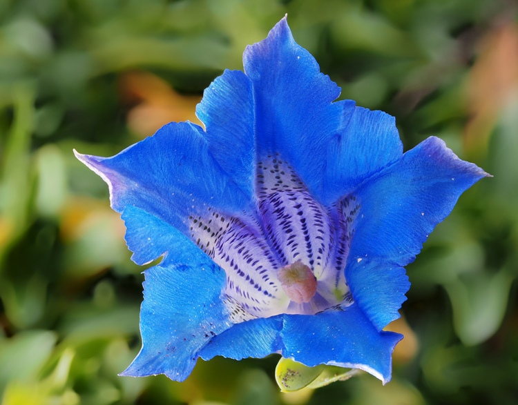 GENTIANA ACAULIS