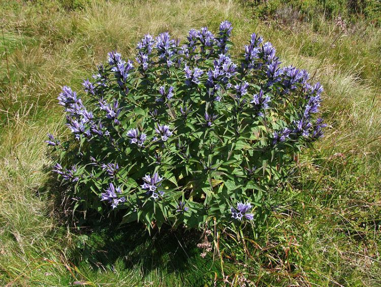 GENTIANA ASCLEPIADEA