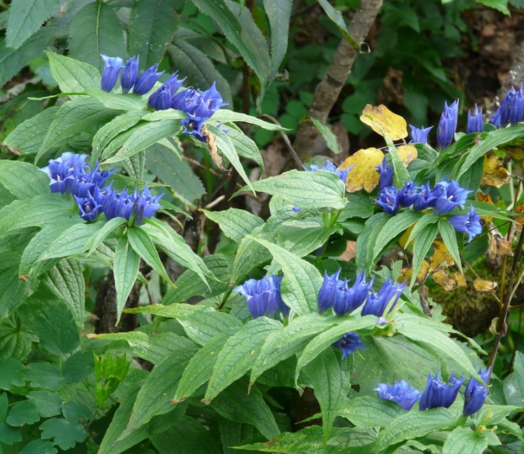 GENTIANA ASCLEPIADEA