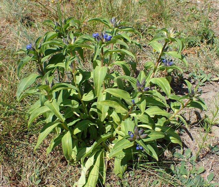 GENTIANA CRUCIATA