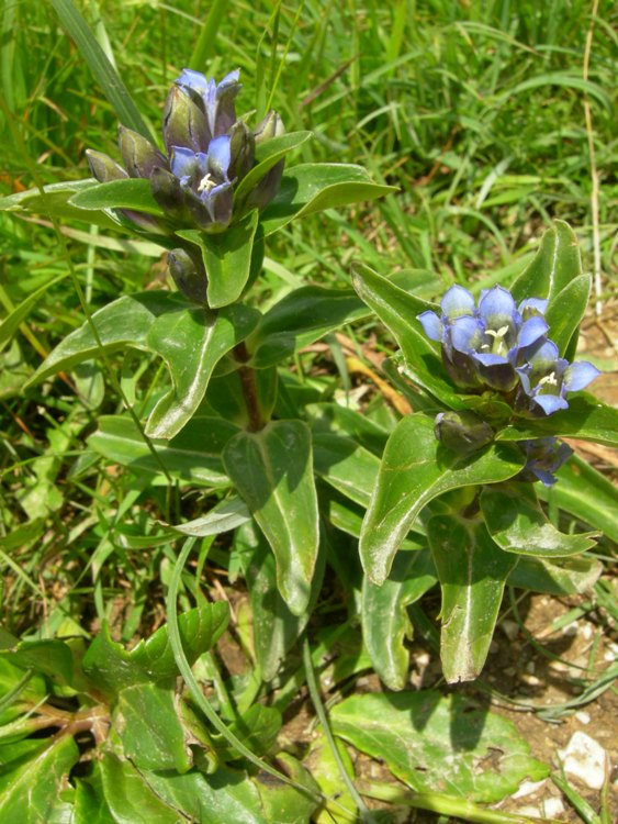 GENTIANA CRUCIATA
