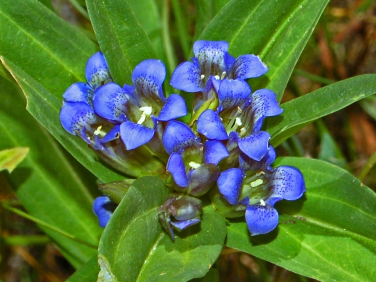 GENTIANA CRUCIATA
