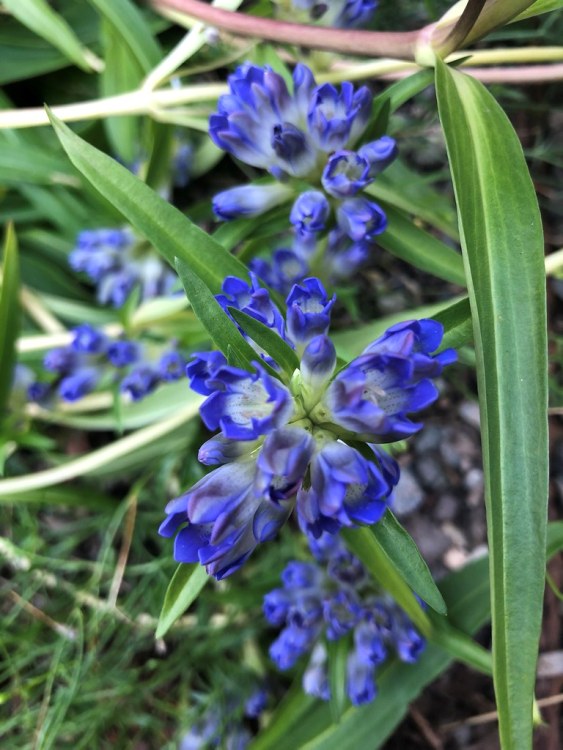 GENTIANA DAHURICA