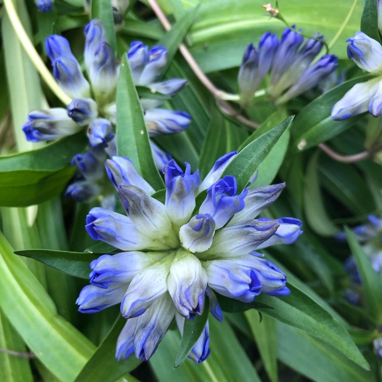 GENTIANA DAHURICA
