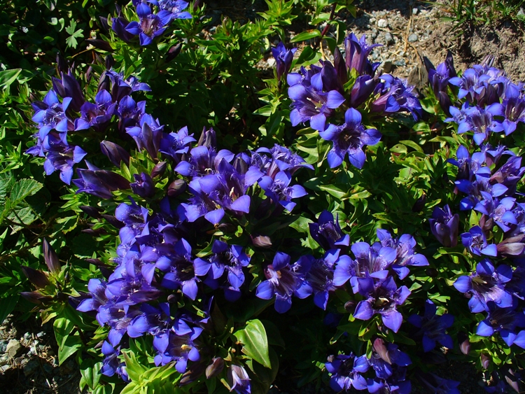 GENTIANA SEPTEMFIDA LAGODECHIANA