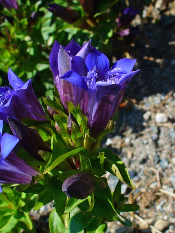 GENTIANA SEPTEMFIDA LAGODECHIANA