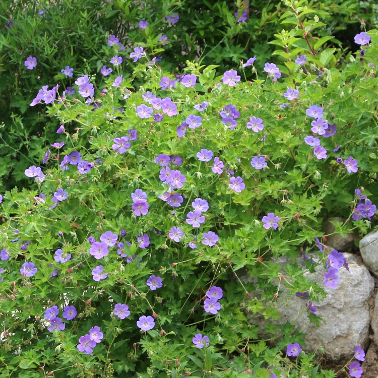 GERANIUM ROZANNE