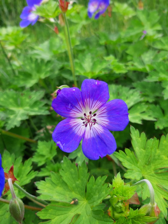 GERANIUM ROZANNE