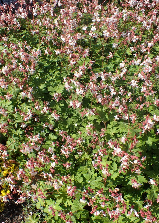 GERANIUM MACRORRHIZUM SPESSART