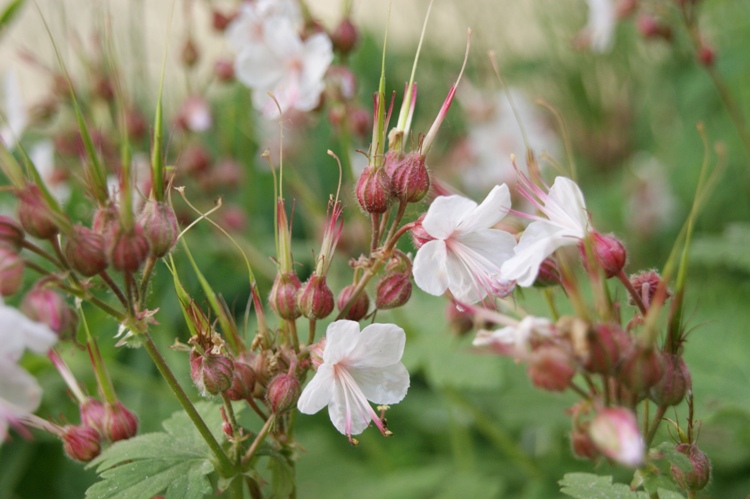GERANIUM MACRORRHIZUM SPESSART