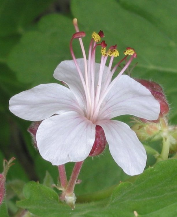 GERANIUM MACRORRHIZUM SPESSART
