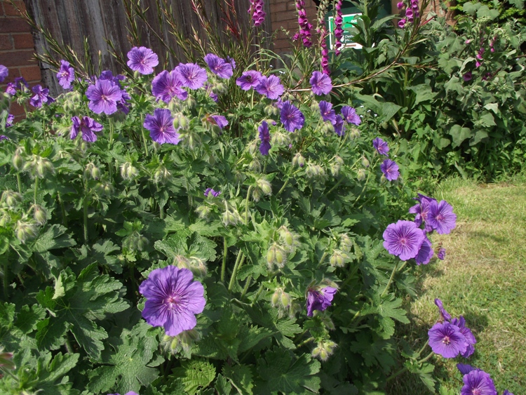 GERANIUM MAGNIFICUM ROSEMOOR