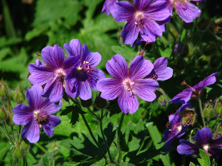 GERANIUM MAGNIFICUM ROSEMOOR