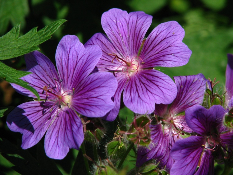 GERANIUM MAGNIFICUM ROSEMOOR