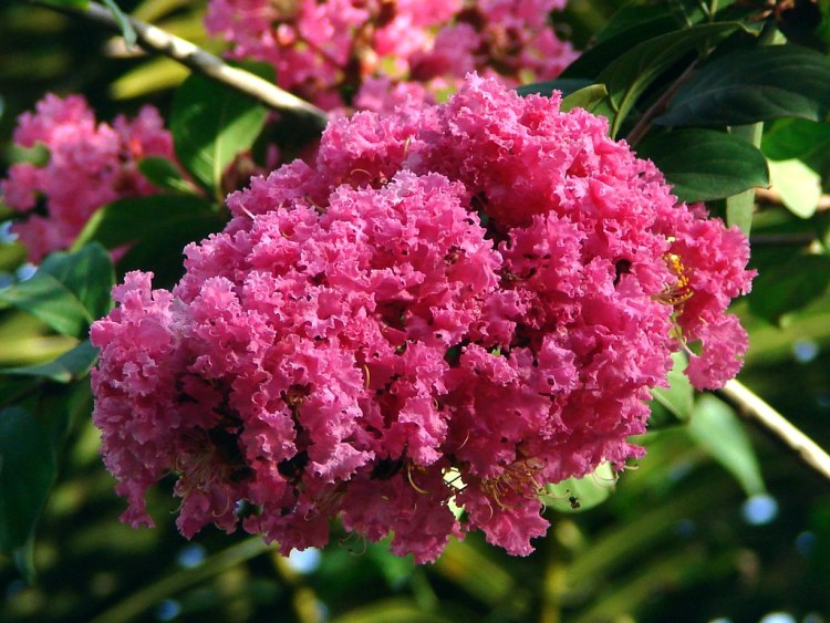 LAGERSTROEMIA INDICA CAROLINE BEAUTY