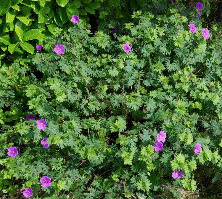 GERANIUM SANGUINEUM