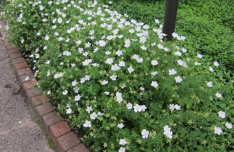 GERANIUM SANGUINEUM ALBUM