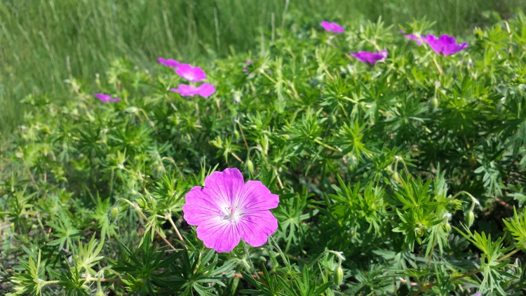 GERANIUM SANGUINEUM NANUM
