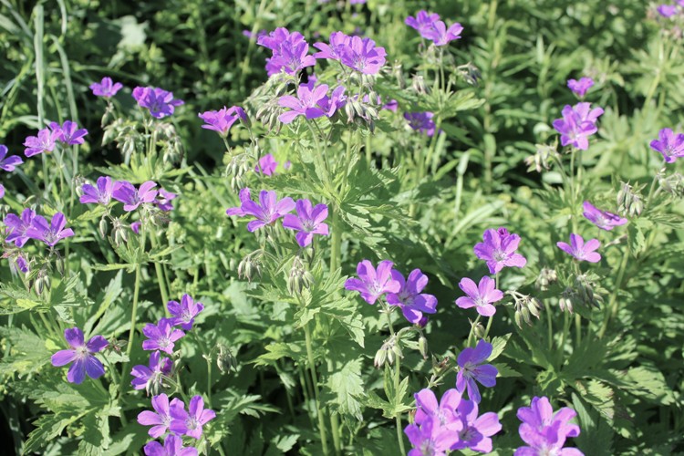 GERANIUM SYLVATICUM BIRCH LILAC