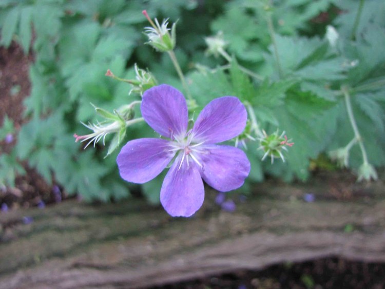 GERANIUM SYLVATICUM BIRCH LILAC