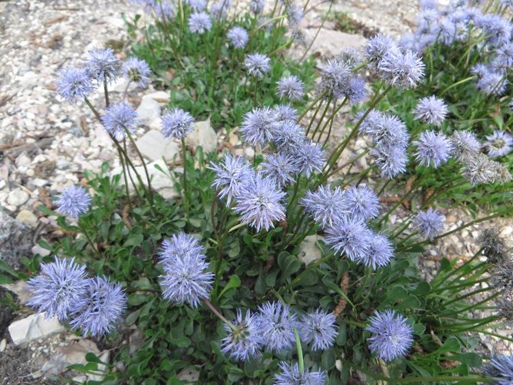 GLOBULARIA CORDIFOLIA