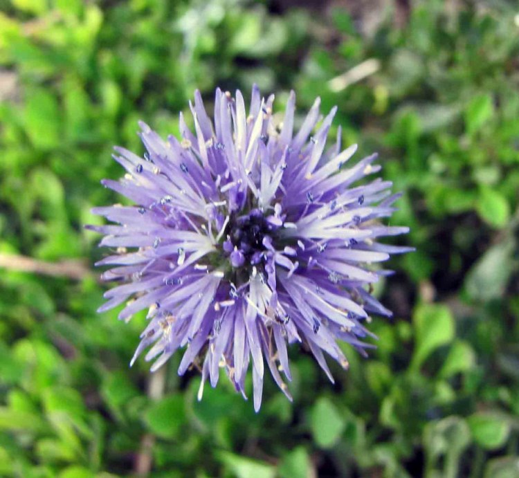 GLOBULARIA CORDIFOLIA
