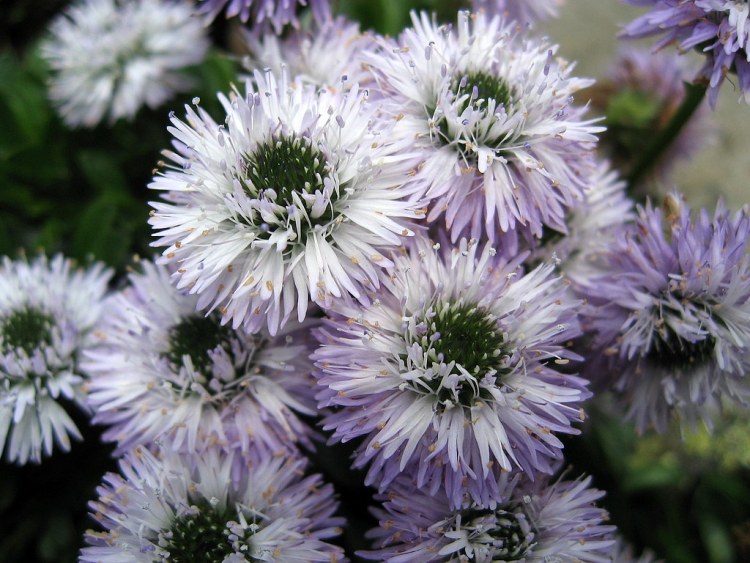 GLOBULARIA CORDIFOLIA