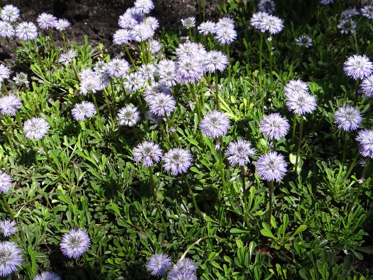 GLOBULARIA NUDICAULIS