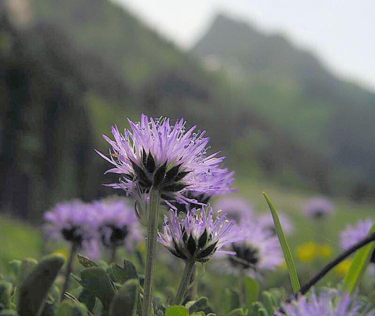 GLOBULARIA NUDICAULIS