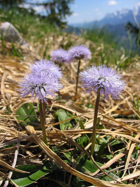 GLOBULARIA NUDICAULIS
