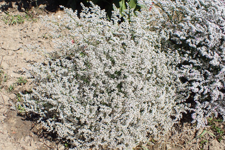 GONIOLIMON TATARICUM
