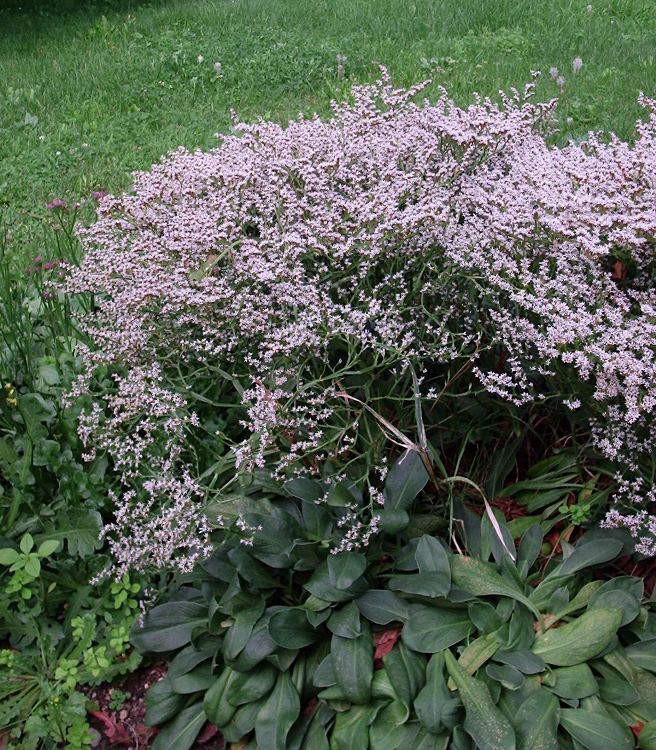 GONIOLIMON TATARICUM