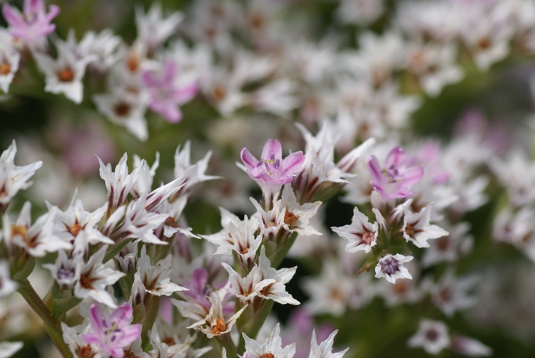 GONIOLIMON TATARICUM