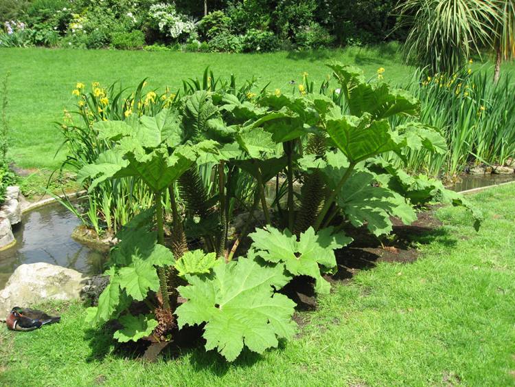 GUNNERA MANICATA