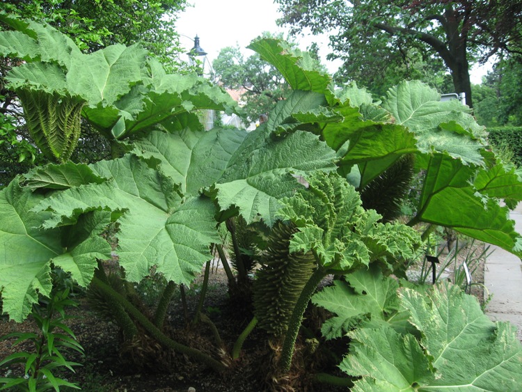 GUNNERA MANICATA