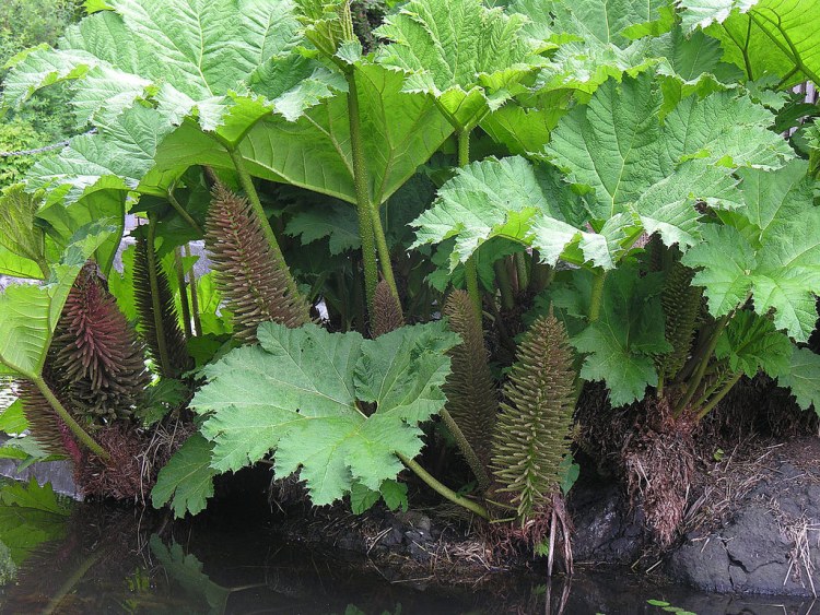GUNNERA MANICATA