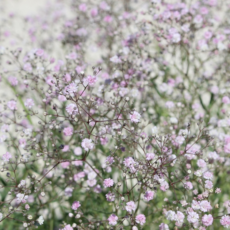 GYPSOPHILA REPENS ROSENSCHLEIER