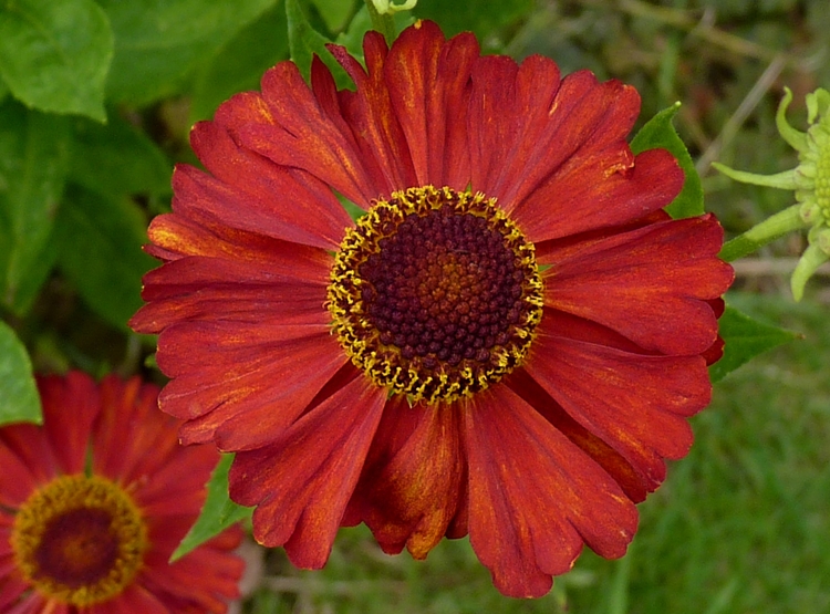 HELENIUM INDIANERSOMMER