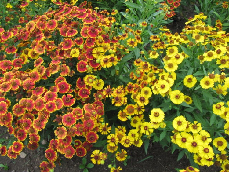 HELENIUM AUTUMNALE