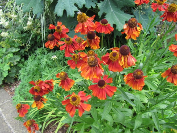 HELENIUM AUTUMNALE