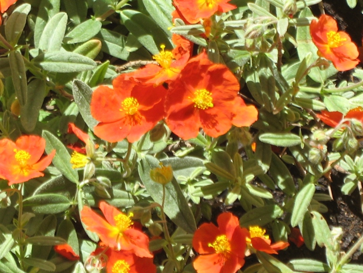 HELIANTHEMUM X BEN ADLER