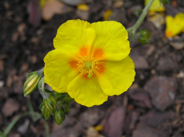 HELIANTHEMUM X GOLDEN QUEEN