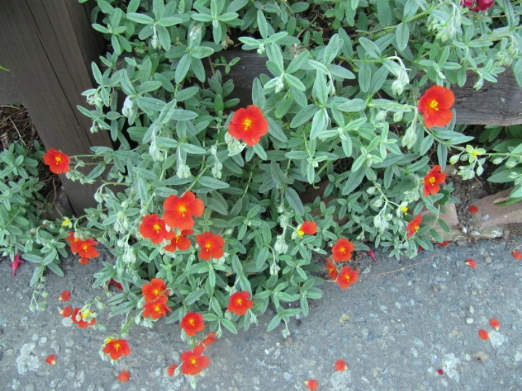 HELIANTHEMUM X JACK SCOTT