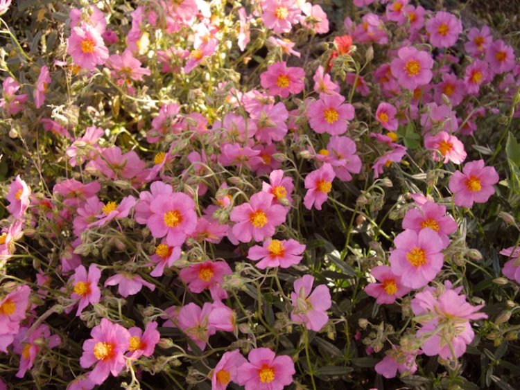 HELIANTHEMUM X PINK GLOW