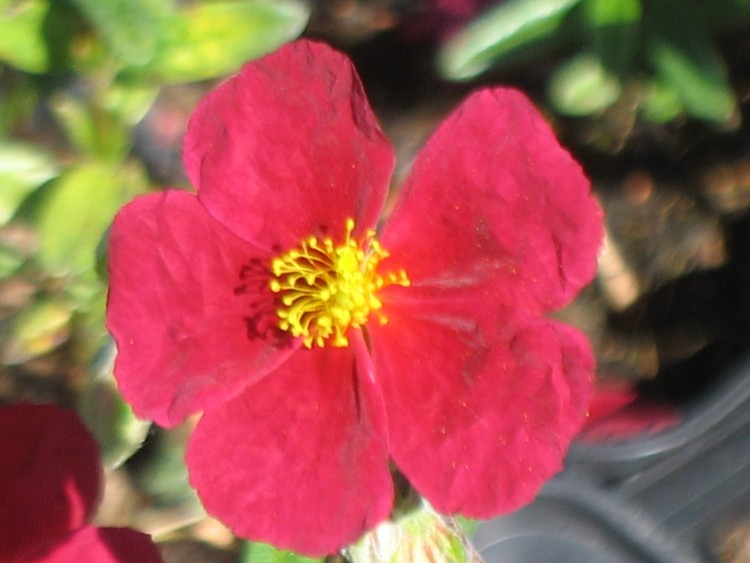 HELIANTHEMUM X RED ORIENT