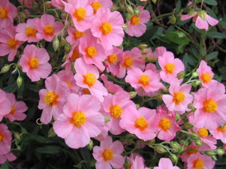 HELIANTHEMUM X ROSI