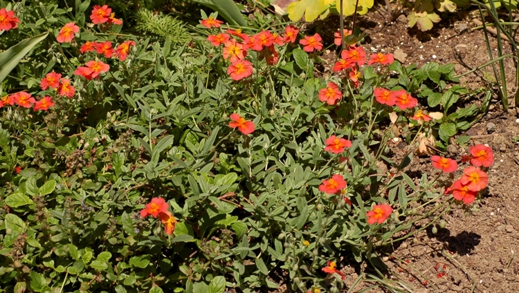 HELIANTHEMUM X RUTH