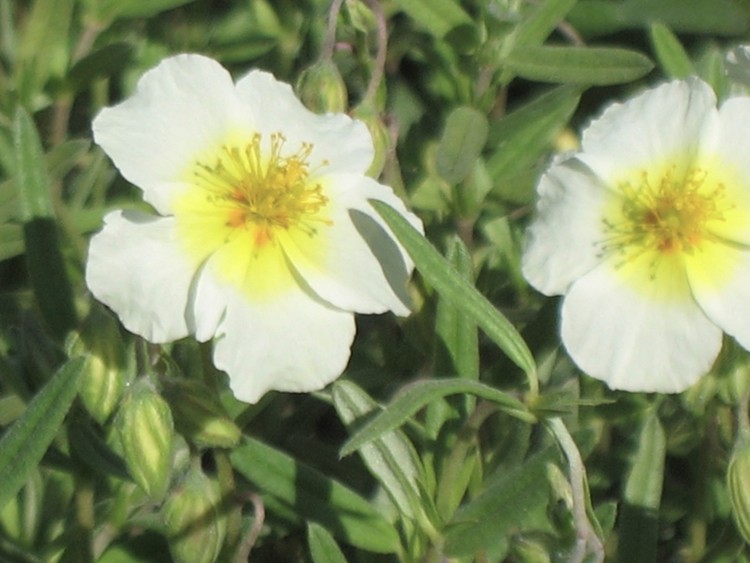 HELIANTHEMUM X SNOW QUEEN